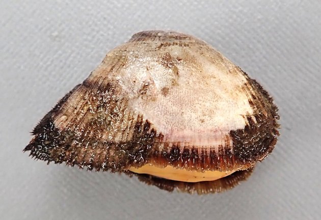 3cm SL 前後になる。小型で膨らみが強く、貝殻に殻皮があり毛状になる。やや角張る。