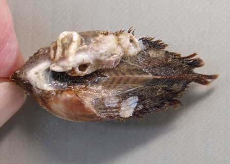 3cm SL 前後になる。小型で膨らみが強く、貝殻に殻皮があり毛状になる。やや角張る。