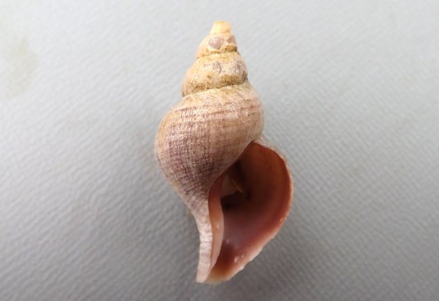 18cm SL 前後になる。エゾボラ属のなかでは殻の質、色合いなどが安定している。殻は硬く薄い。色合いは栗色で、殻口は紫褐色もしくは薄いベージュ。形は丸いもの、角張るものなど多彩。螺肋（貝殻にある筋）はあまり目立たず少ない。老成貝の成長脈はときに強く盛りあがって割けて鰭条に浮き上がる。［増毛産　42mm SL］