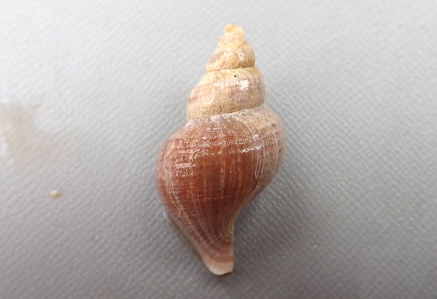 18cm SL 前後になる。エゾボラ属のなかでは殻の質、色合いなどが安定している。殻は硬く薄い。色合いは栗色で、殻口は紫褐色もしくは薄いベージュ。形は丸いもの、角張るものなど多彩。螺肋（貝殻にある筋）はあまり目立たず少ない。老成貝の成長脈はときに強く盛りあがって割けて鰭条に浮き上がる。［増毛産　42mm SL］