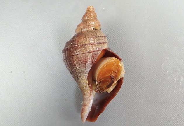 18cm SL 前後になる。エゾボラ属のなかでは殻の質、色合いなどが安定している。殻は硬く薄い。色合いは栗色で、殻口は紫褐色もしくは薄いベージュ。形は丸いもの、角張るものなど多彩。螺肋（貝殻にある筋）はあまり目立たず少ない。老成貝の成長脈はときに強く盛りあがって割けて鰭条に浮き上がる。［根室産 ９cm SL 若い個体］
