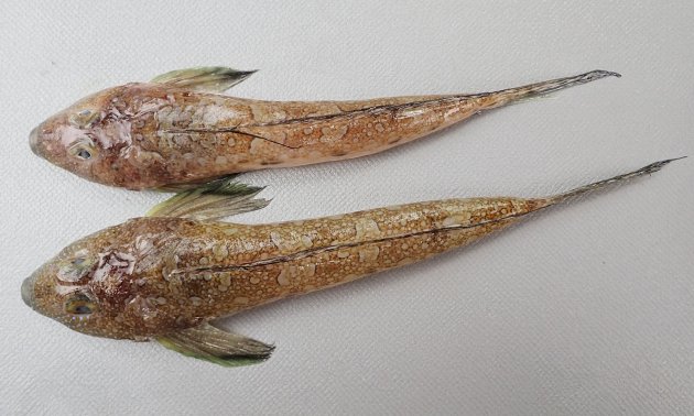 10cm SL 前後になる。頭部が大きく体は縦へんする。前鰓蓋骨棘はあまり長くなく内側の突起数は2-4。尾鰭の下半分は暗色ではなく一様で濃い暗色斑が散らばる。雄の背鰭棘の先端と尾鰭軟条は糸状に伸びる。