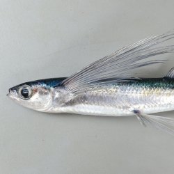 tukusitobiuo.jpg