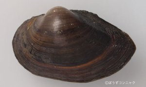 マルドブガイのサムネイル写真