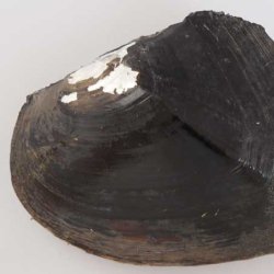 イケチョウガイ | 軟体 | 市場魚貝類図鑑