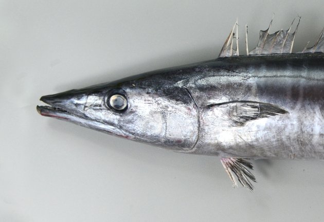 2.2m TL を超える。体表は小さな円鱗で覆われており、若魚の頃までは黒い横縞が無数にある。成魚になると横縞は消える。腹鰭と尻鰭は離れていて、小さい。小さな離鰭が尾鰭前方に並ぶ。