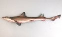 シロザメのサムネイル写真