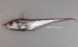 キュウシュウヒゲのサムネイル写真