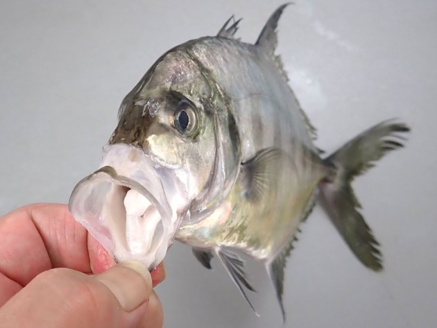 50cm SL 前後になる。体高が高く、横から見ると猫の目形。背鰭、臀鰭の先が長く伸びるが、これは成長に従って短くなる。側線直線部分は側線前方曲線部分よりも短く、直線部分の稜鱗は発達している。遊離臀鰭棘は可動だが可動域は狭く目立たない。背鰭軟条数は17-19、背鰭軟条基底部分に黒い斑紋が並ぶ。［22.5cm SL・273g］