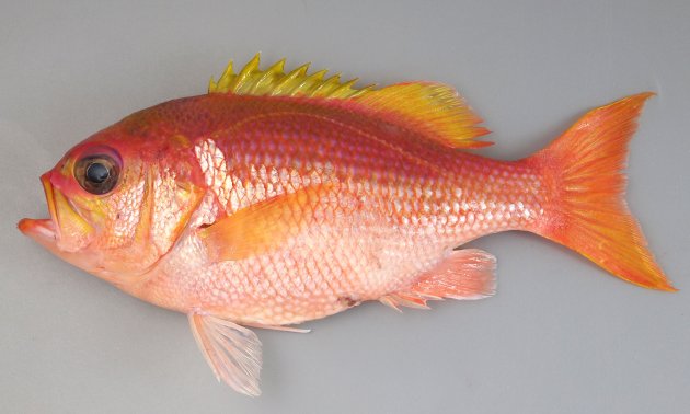 30cm SL 前後になる。赤く体高が高い。鱗は大きく、尾鰭は湾入する。背鰭棘は９。下顎先端に歯塊がある。背鰭第２〜４棘（ときに３棘のみ）にノコギリ状の歯がある。腹鰭棘先端は鋸歯状。［奄美大島産］