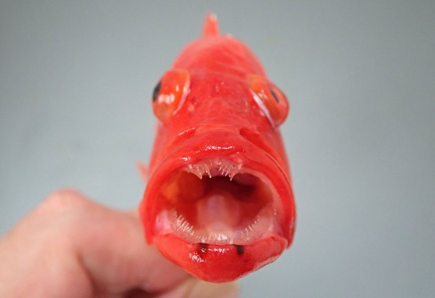 体長22cm前後になる。やや側へんし、体高はあまり高くない。尾鰭は丸く、斜めに走る白い筋模様が２本ある。［銭州産　18cm SL・147g］