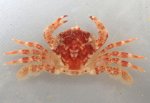 シワガザミのサムネイル写真