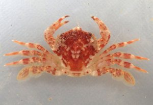 シワガザミのサムネイル写真