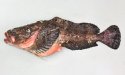 ヤギシリカジカのサムネイル写真
