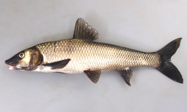 50cm SL を超える。非常に大型になる。成魚は体側に斑紋などはない。下唇の皮弁は未発達。［成魚、琵琶湖産］
