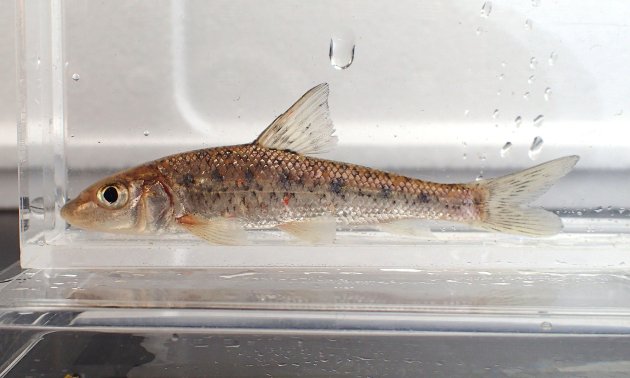 50cm SL を超える。非常に大型になる。成魚は体側に斑紋などはない。下唇の皮弁は未発達。［幼魚、秋田県雄物川産］