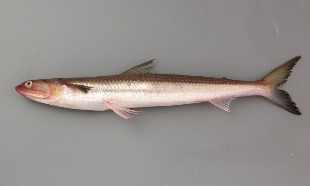 50cm SL を超える。細長く棒状。背は茶褐色、もしくは黒褐色で腹側は白い。胸鰭は極端に小さく腹鰭の先端に届かない。背鰭と尾鰭の間に脂鰭がある。腹鰭の外側の軟条と内側の軟条の長さはあまり変わらない。頭部は小さいが口は大きく歯は鋭く鋭利。