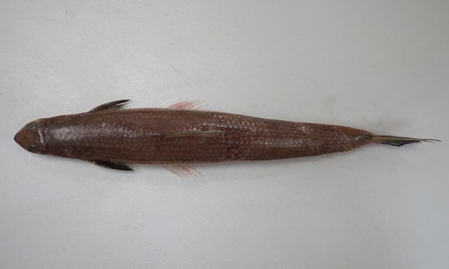 50cm SL を超える。細長く棒状。背は茶褐色、もしくは黒褐色で腹側は白い。胸鰭は極端に小さく腹鰭の先端に届かない。背鰭と尾鰭の間に脂鰭がある。腹鰭の外側の軟条と内側の軟条の長さはあまり変わらない。頭部は小さいが口は大きく歯は鋭く鋭利。［29.5cm SL・268g］