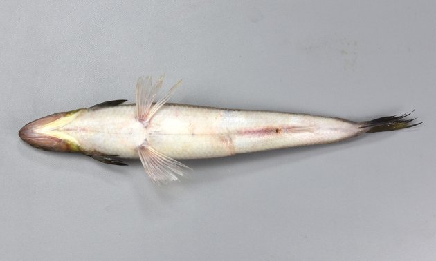 50cm SL を超える。細長く棒状。背は茶褐色、もしくは黒褐色で腹側は白い。胸鰭は極端に小さく腹鰭の先端に届かない。背鰭と尾鰭の間に脂鰭がある。腹鰭の外側の軟条と内側の軟条の長さはあまり変わらない。頭部は小さいが口は大きく歯は鋭く鋭利。［29.5cm SL・268g］