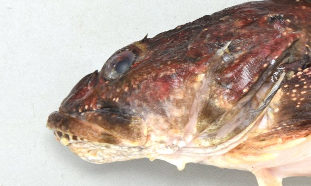 30cm SL 前後になる。頭部はギスカジカ比べると尖っていて目と目の間は狭い。頭部に皮弁がある。前鰓蓋骨上の棘はまっすぐ。腹綿の斑紋は周辺部だけ。体に霜降り状の白い斑紋がある。［t羅臼産　25.5cm SL・444g］