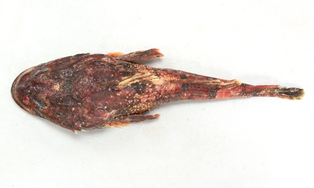 30cm SL 前後になる。頭部はギスカジカ比べると尖っていて目と目の間は狭い。頭部に皮弁がある。前鰓蓋骨上の棘はまっすぐ。腹綿の斑紋は周辺部だけ。体に霜降り状の白い斑紋がある。［t羅臼産　25.5cm SL・444g］