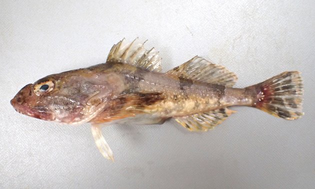 30cm SL 前後になる。頭部はギスカジカ比べると尖っていて目と目の間は狭い。頭部に皮弁がある。前鰓蓋骨上の棘はまっすぐ。腹綿の斑紋は周辺部だけ。体に霜降り状の白い斑紋がある。［根室市温根沼　13.5cm SL・45g］
