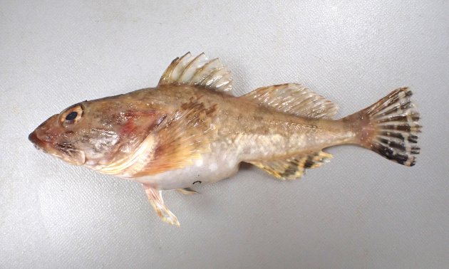 30cm SL 前後になる。頭部はギスカジカ比べると尖っていて目と目の間は狭い。頭部に皮弁がある。前鰓蓋骨上の棘はまっすぐ。腹綿の斑紋は周辺部だけ。体に霜降り状の白い斑紋がある。［根室市温根沼　13.5cm SL・45g］