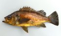 アカメバルのサムネイル写真
