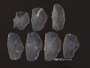 エビスダイのウロコ