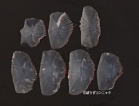 エビスダイのウロコ