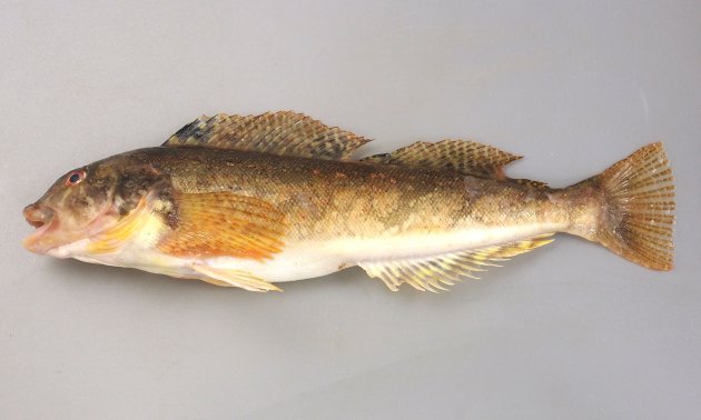 30cm SL 前後になる。細長く断面は丸い。背鰭は１つで欠刻がある。尾鰭は二叉しない。頬と鰓蓋に鱗がない。