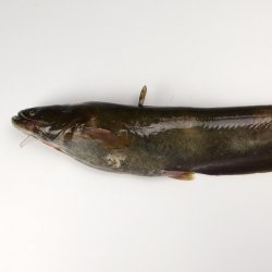 ナマズ (マナマズ) | 市場魚貝類図鑑
