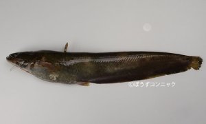 ナマズのサムネイル写真