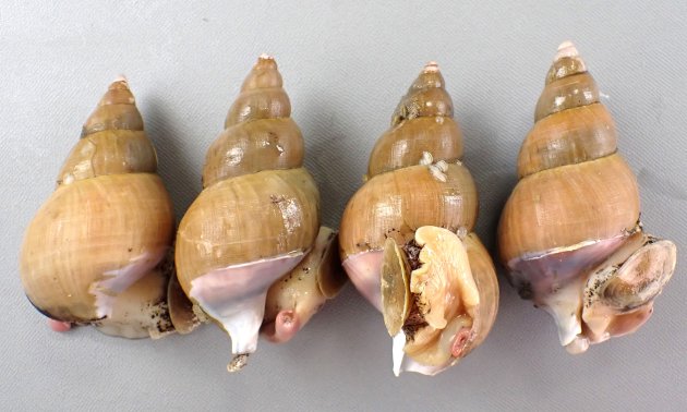 ［北海道斜里　10cm SL］