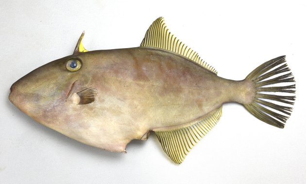 35cm SL 前後になる。体高は低く側へんする。口は小さく歯は小さく板状。背鰭棘はひとつで大きく長い、後方先端附近からつけ根に小さな黄色い皮膜がある。体色はウマヅラハギよりも淡く、体側に紋がない。鰓孔（目の下にある斜め前方に裂け目）の前端は目の前端と同じ位置（直下）に達する。［32cm SL・753g］