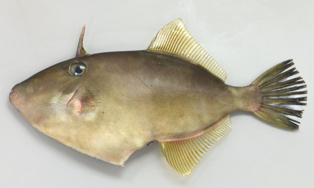 35cm SL 前後になる。体高は低く側へんする。口は小さく歯は小さく板状。背鰭棘はひとつで大きく長い、後方先端附近からつけ根に小さな黄色い皮膜がある。体色はウマヅラハギよりも淡く、体側に紋がない。鰓孔（目の下にある斜め前方に裂け目）の前端は目の前端と同じ位置（直下）に達する。