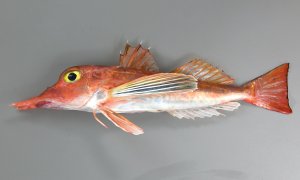 ホウボウ | 市場魚貝類図鑑