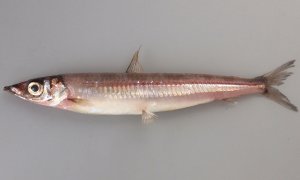 ニギスのサムネイル写真