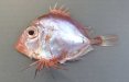 カゴマトウダイのサムネイル写真