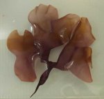 クロハギンナンソウのサムネイル写真