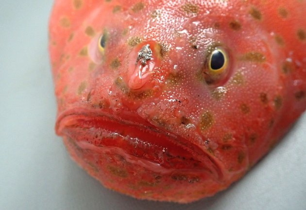 30cm SL 前後になる。体は縦へんし、赤く黄色い縁取りのある緑の斑紋が散らばる。全身が柔らかく、小さな棘が密集する。誘引突起のあるくぼみは両目の前縁を結ぶ線に達する。尻鰭は７。