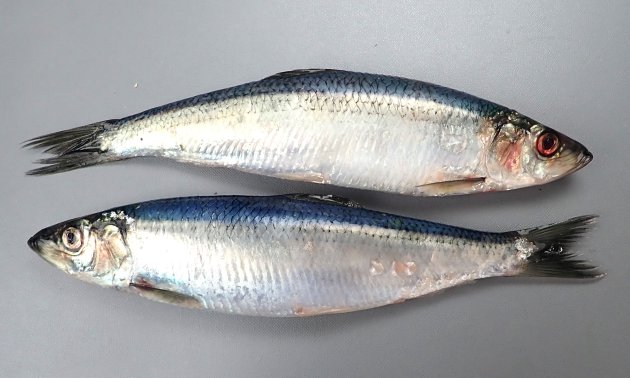 SL 30cm前後になる。細長く側扁し、腹鰭は胸鰭・頭部から離れている。鰭に棘がない。腹側正中線上に稜鱗（硬くとがった鱗）がある。