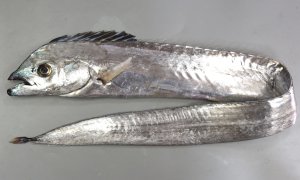 ユメタチモドキのサムネイル写真