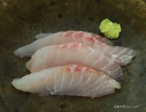 キビレマツカサの刺身