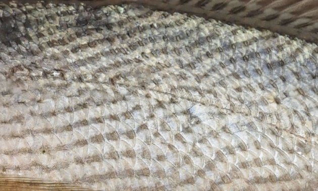 側線上に背鰭に向かって斜めに規則正しく走る褐色の斑紋がある。