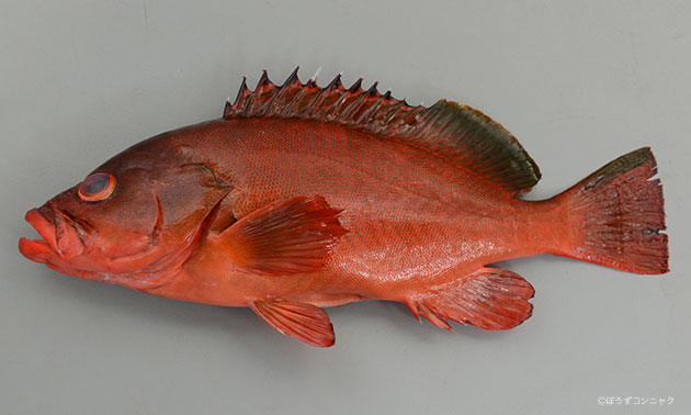 40cm SL 前後になる。尾鰭が截形（せっけい　湾入したり丸くなったりしないでまっすぐ裁ち落とした形）。背鰭の後端上部、尾鰭上部に暗色部分がある。