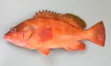 アカハタモドキのサムネイル写真