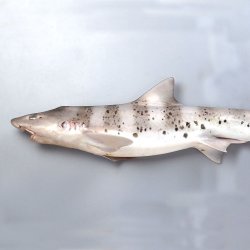 ドチザメ ベビー 生体 海水魚 観賞魚 ドチザメ | 魚類 | 市場魚貝類図鑑