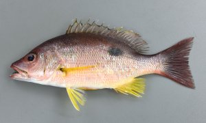 クロホシフエダイのサムネイル写真