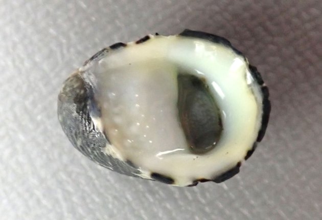 殻長20mm前後になる。帽子を伏せたような形で殻口は真下に開く。［鹿児島県産］